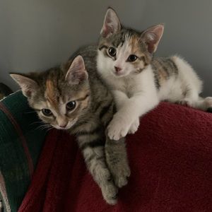 Meet your Posher, Anne